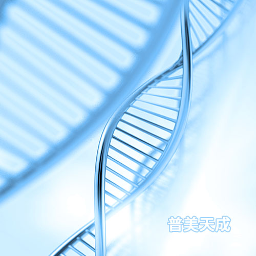 PC-12低分化 大鼠腎上腺嗜鉻細胞瘤細胞